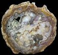 Petrified Wood Round - Top Quality With Purple Hues #51272-2